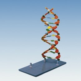 MODEL: FRAGMENT CZĄSTECZKI DNS