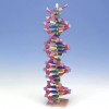 Model DNA, 22 wiązania