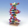 Model DNA, 12 wiązań