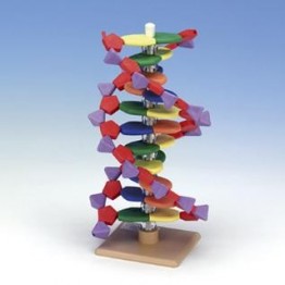 Model DNA, 12 wiązań
