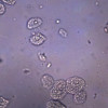 Eksperyment Badanie komórek wątroby