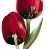 Model Kwiat tulipanu