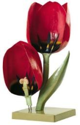 Model Kwiat tulipanu