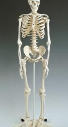 Model Szkielet człowieka, na statywie jezdnym