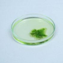 Kompletny zestaw eksperymentalny: Znaczenie zielonego barwnika liści