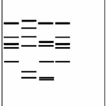 Kompletny zestaw eksperymentalny: Genetyczny odcisk palców