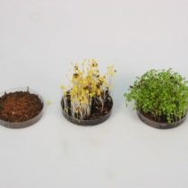 Kompletny zestaw eksperymentalny: Mini szkółka ogrodnicza